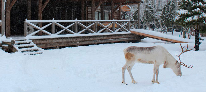 Приют Белоснежки 